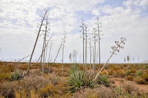 naturskön lantlig landskap foto