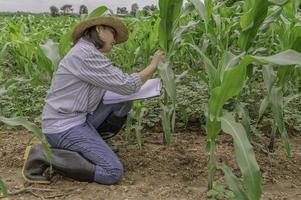 kvinna jordbrukare arbetssätt på majs gård, samla data på de tillväxt av majs växter foto
