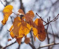 stänga upp gren med orange löv, höst bakgrund. främre se fotografi med suddig bakgrund. foto