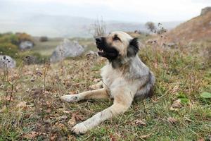 gata hund karakh utomhus landskap resa foto