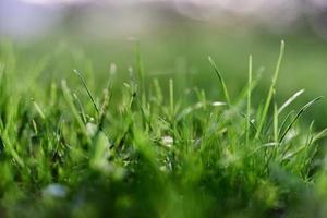 grön gräs i vår, närbild Foto