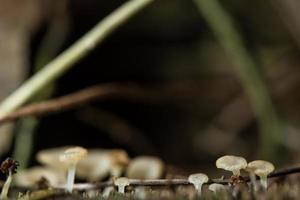 makro närbild av bruna svampar i naturen foto