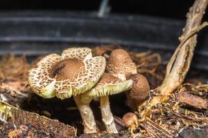 makro närbild av bruna svampar i naturen foto