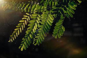 grön löv av akacia träd i närbild i värma solstrålar naturlig bakgrund foto