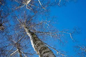 vit björk träd utan löv mot de bakgrund av en slät molnfri vinter- himmel foto