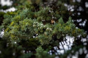 grön cypress träd formning en bakgrund på en sommar dag i Spanien foto