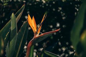 orange kunglig strelitzia i de trädgård i de värma strålar av de Sol foto