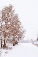 vinter- naturlig landskap med snötäckt träd i de skog och en smal väg foto