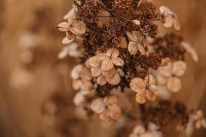 brun vissnade dekorativ blommor i de trädgård på en Häftigt höst dag foto