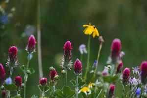 vild i en äng närbild i Europa på en värma sommar dag foto