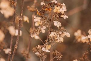 brun vissnade dekorativ blommor i de trädgård på en Häftigt höst dag foto