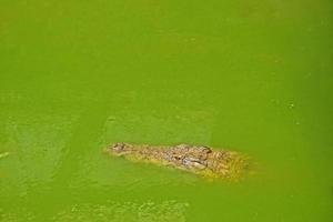huvud av en krokodil på en bakgrund av grön vatten foto