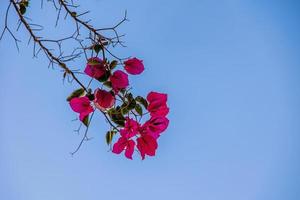 rosa kvist med buganvilias blommor mot de blå molnfri himmel foto