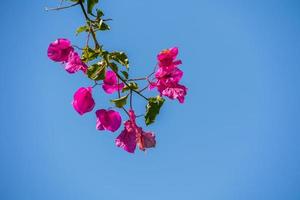 rosa kvist med buganvilias blommor mot de blå molnfri himmel foto