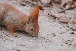 liten röd ekorre i höst vinter- parkera i polen foto