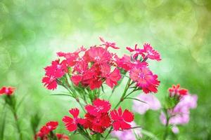 röd blomma av en skäggig trädgård nejlika på en grön trädgård bakgrund på en värma sommar dag foto