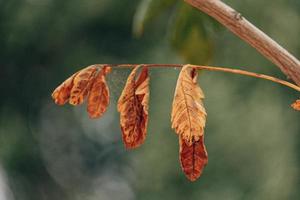 höst guld brun löv på en träd på en solig dag med bokeh foto