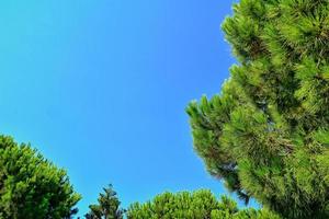 lugna sommar bakgrund med en molnfri blå himmel och grön träd foto