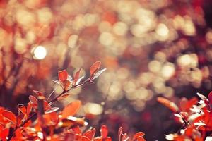 höst röd buske berberis i de strålar av de morgon- Sol, foto