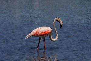 fågel vit-rosa flamingo på en salt blå sjö i calpe Spanien foto