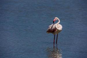 fågel vit-rosa flamingo på en salt blå sjö i calpe Spanien foto