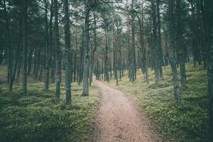 tömma väg genom en mörk tall skog foto