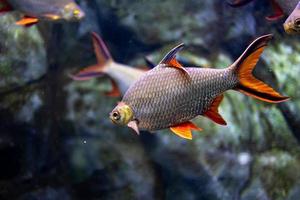 liten fisk djur- simning i de akvarium av de Zoo av zaragoza i Spanien på en mörk bakgrund foto