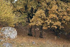 höst skog natur bergen resa färsk luft foto