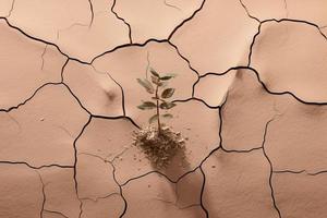 växt i en öken- - ny liv begrepp för de planet foto