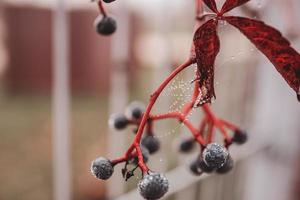 höst mörk blå vild frukt med spindelnät och vatten droppar närbild foto