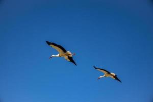 fri vild svart och vit stork i flyg mot de bakgrund av de springtime molnfri blå himmel foto