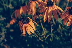 gul sommar blommor i de sommar trädgård bland grön löv foto