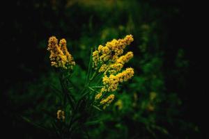 gul blomma på en grön bakgrund i höst äng i närbild foto