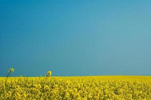 skön lugna minimalistisk gul vår våldta fält mot en blå molnfri idyllisk fred himmel färger av de ukrainska flagga foto