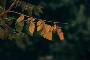 höst guld brun löv på en träd på en solig dag med bokeh foto