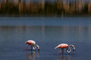 l fågel vit-rosa flamingo på en salt blå sjö i Spanien i calpe urban landskap foto