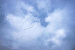 flygande svart fåglar i de himmel mot en bakgrund av moln foto