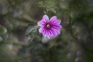 liten vild lila blomma i de solsken med årgång bokeh foto