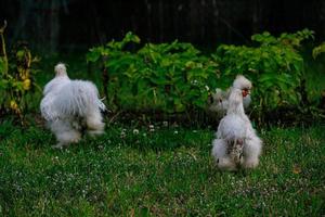 renrasig hönor på de grön gräs i de trädgård på en sommar dag organisk jordbruk foto