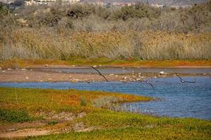 naturlig landskap sjö på de spanska kanariefågel ö gran canaria i maspalomas med vatten, sanddyner växter och vild fåglar foto