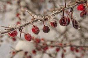 skön buske med röd frukt täckt med vit frost foto