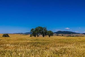 skön naturlig jordbruks bakgrund vete i de fält värma sommar innan skörda landskap foto