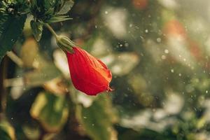 hibiskus blomma på en grön träd i de värma strålar av de Sol foto