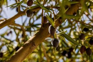 svart mogen organisk oliver på de höst träd i främre av skurkar på en värma solig dag foto