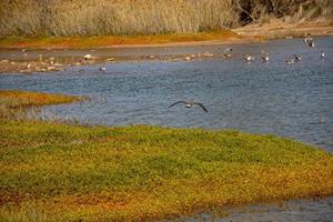 naturlig landskap sjö på de spanska kanariefågel ö gran canaria i maspalomas med vatten, sanddyner växter och vild fåglar foto