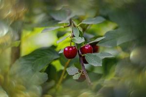 mogen friska organisk vinröd körsbär på de träd bland grön löv i fruktträdgård foto