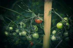 små grön och röd organisk körsbär tomater på en buske i de trädgård foto