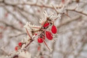 skön buske med röd frukt täckt med vit frost foto