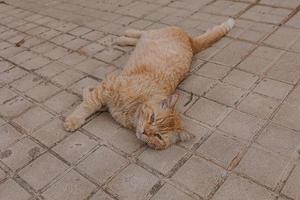 ingefära katt slappa på de betong trottoar på en värma eftermiddag foto