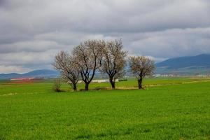 vår landskap från aragon i Spanien med tre blommande träd i en molnig dag foto